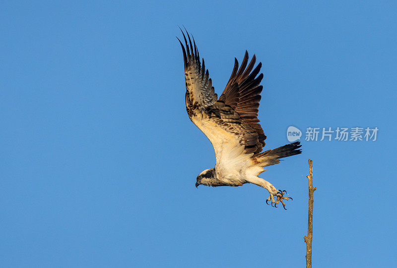 美丽的鱼鹰(Pandion halaetus)